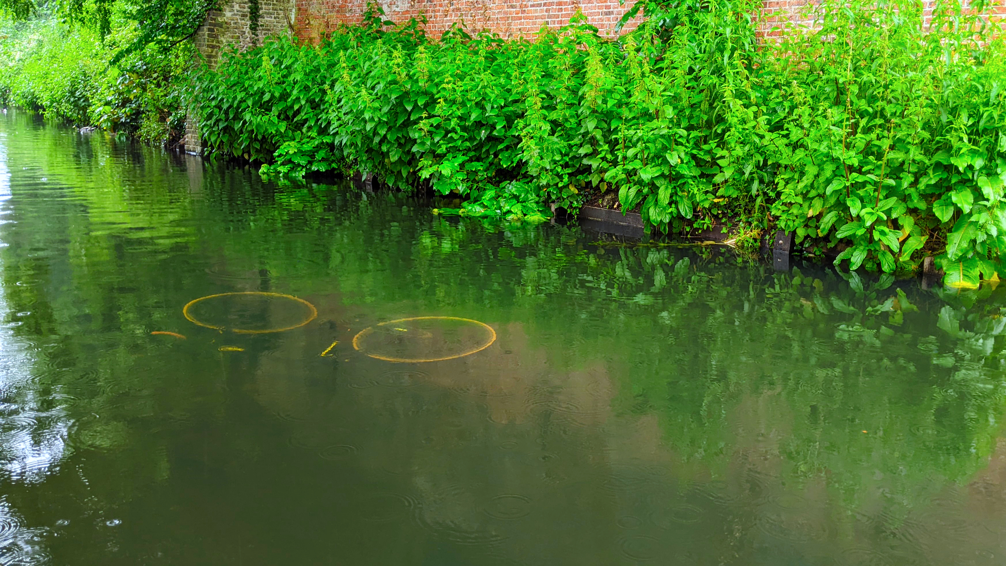 Submerged bicycle in a canal by a lush, ivy-covered brick wall under a grey sky.