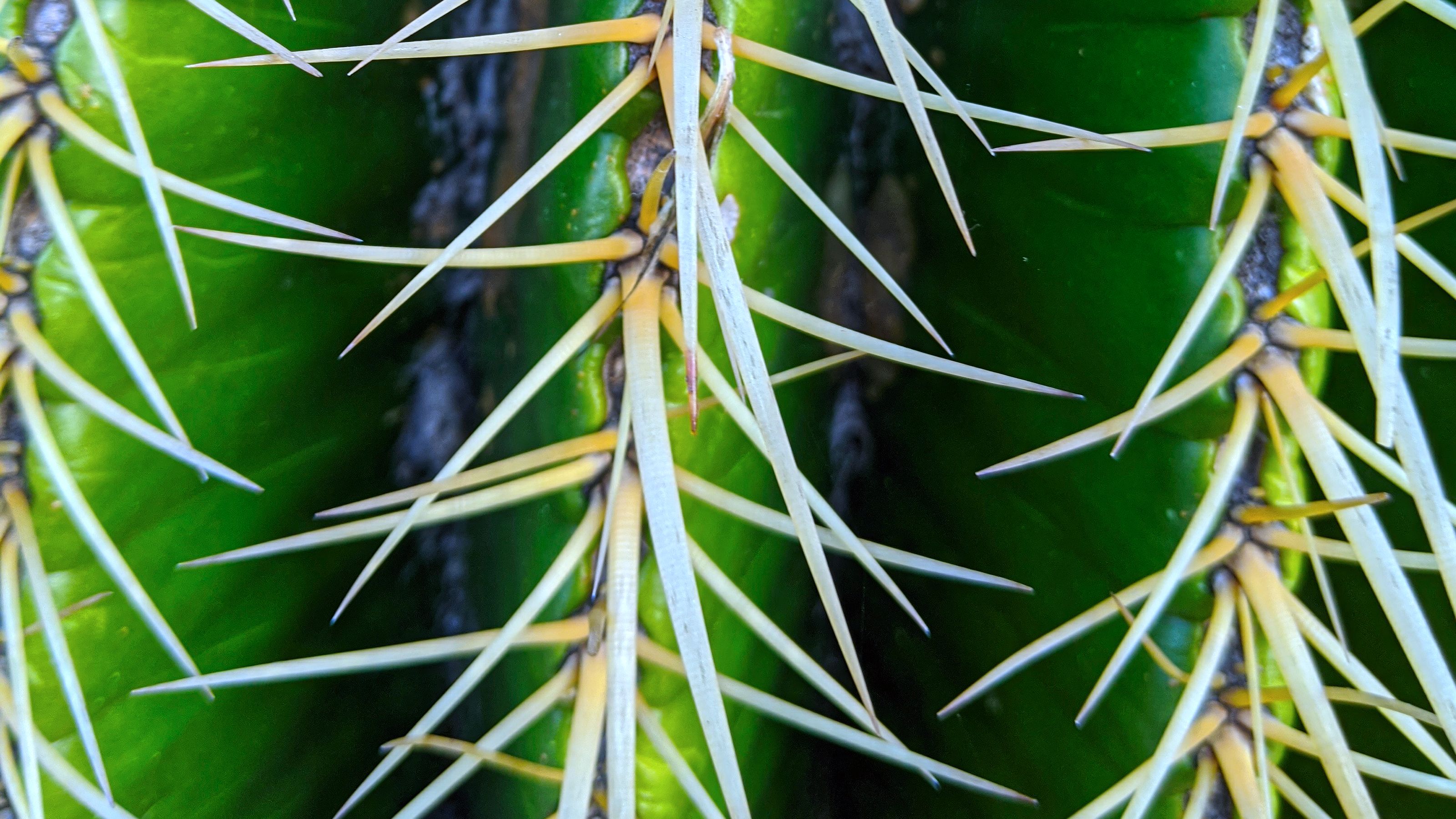 Close-up of a green cactus with long, thin, yellowish spines.